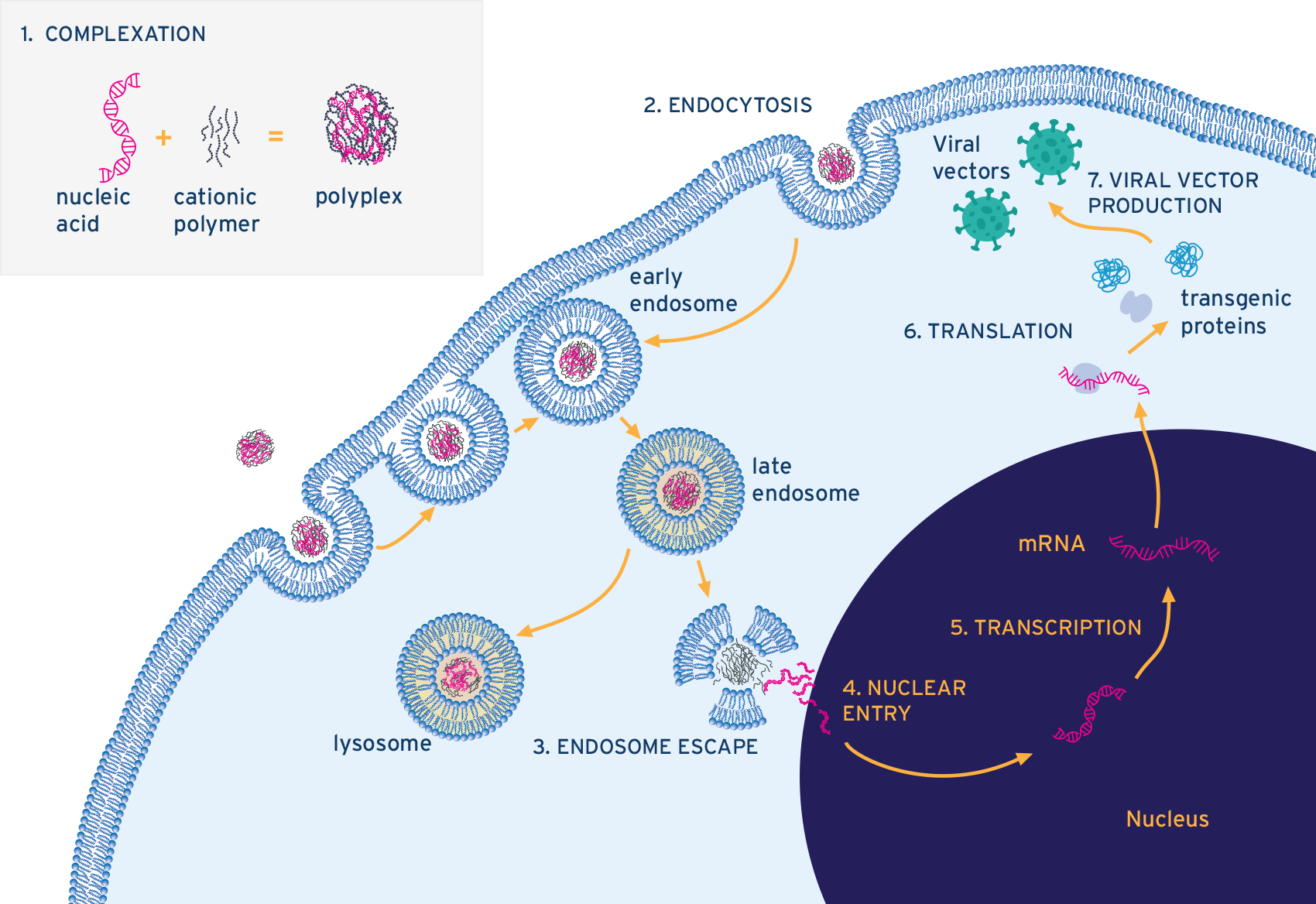 Diagram showing the steps involved in the formation and internalisation of pDNA-PEI complexes into viral vector producing cells
