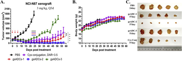 In vivo efficacy assay of 4 ADCs on the NCI-N87 xenograft mice model. (A) Tumor volume curve. Red arrows indicate the time-points of ADC administration. Two-tailed t test was used to assess statistical significance between treatment and control groups. ∗∗∗∗P < 0.0001, comparing all ADCs with vehicle; ▹▹▹▹P < 0.0001, comparing gsADC-2 with Cys-conjugated ADC (n = 5 per group). Data = mean ± SEM. (B) Body weight curve. (C) Tumor images after dissection.