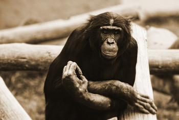 Chimpanzee