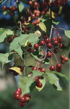 Researchers say that cranberries improve the health of pigs’ hearts and may do the same for humans.