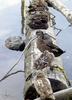 Containing the bird flu virus to the greatest extent possible and reducing the risk of infection in poultry and farmed free-range ducks will help to prevent a global human influenza pandemic, the Food and Agriculture Organization (FAO) said has announced.