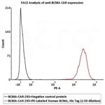 ACROBiosystem's PE-Labeled Human BCMA / TNFRSF17 Protein, His Tag (Site-specific conjugation)