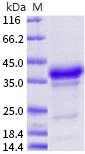 Reagents for therapeutic targets of neurodegenerative diseases