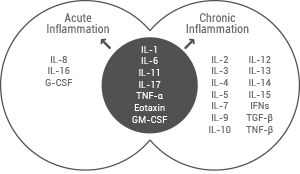Pro and anti-inflammatory cytokines in chronic inflammation