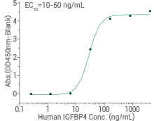 Immobilized human IGF1 protein can bind human IGFBP4 protein (Cat#: 10967-H08H).