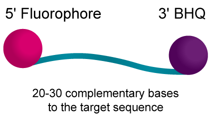 BHQ™ Probes: Quantification of specific target sequences