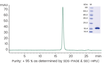 GMP grade cytokines for cell therapy and clinical applications