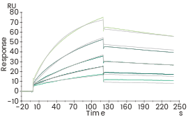 Affinity kinetic analysis of Humanizied VHH 2 (Biacore). I
