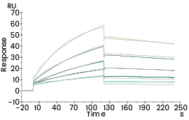 Affinity kinetic analysis of Humanizied VHH 3 (Biacore).