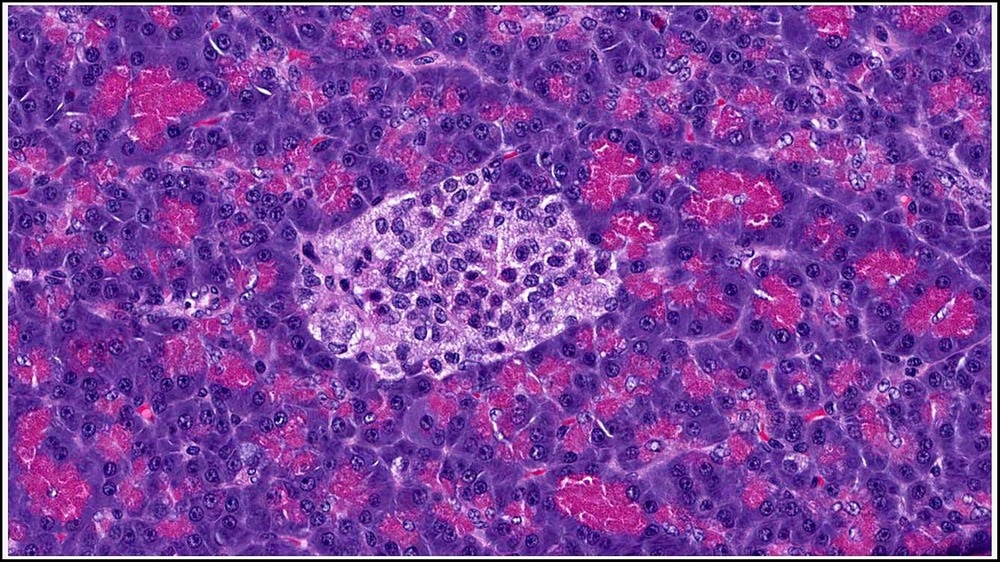 Advanced magnet technology - Ascend NMR magnets