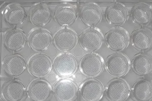 Multi-donor HEPATOPAC® cultures for highly efficient in vivo predictions