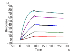 SPR assay: Captured Adalimumab on Anti-human IgG Fc via CM5 Chip binds to TNF-α with an affinity constant of 0.2843 nM.