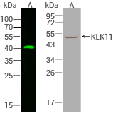 Anti-KLK11 rabbit mAb antibody used in WB (left) and IP (right).