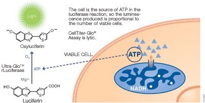CellTiter-Glo® Luminescent Assay chemistry.
