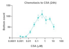 Chemotaxis by fresh axoCells Microglia to various concentrations of C5a. iPSC-derived microglia were matured for 7 days before re-plating into chemotaxis plates. Cell movement was measured using an IncuCyte S3. Values represent the number of cells moving from the top chamber to the bottom, towards C5a, after 24 hours. Data are n = 4 +/- SEM.