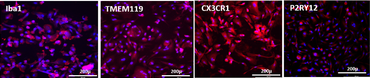 Immunocytochemistry of axoCells Microglia demonstrating the expression of key markers Iba1, TMEM119, CX3CR1 and P2RY12.