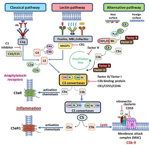 The complement cascade pathways.