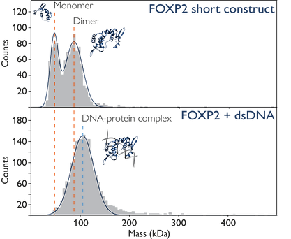 Mass Photometer: Refeyn TwoMP