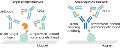 Characterization of DAR distributions utilizing affinity capture LC-MS.