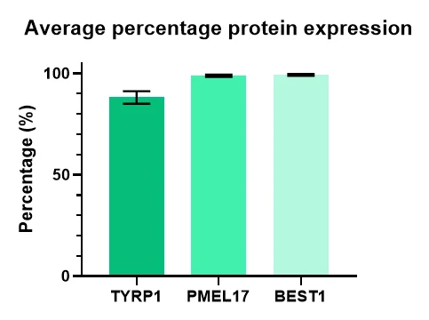 Expression of RPE markers, TYRP1, PMEL17 and BEST1