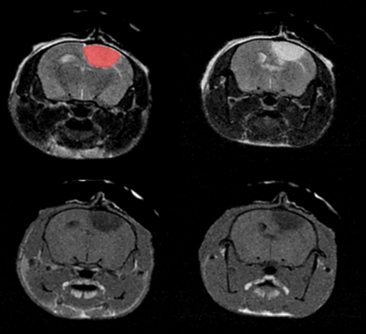T2- (top row) and T1- (bottom row) weighted images show stroke lesion and its segmentation (in red) within the rat brain.