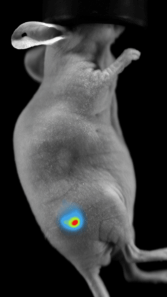 Newton 7.0 for cutting edge imaging