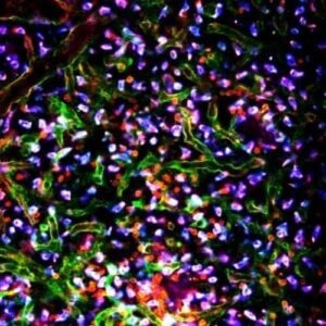 Live animal IVM system