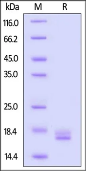 GMP compliant TNF-alpha proteins