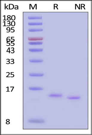 Human IL-15 protein with GMP certification