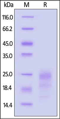 GMP-grade human IFN-gamma protein