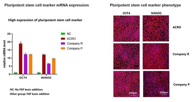The mRNA expression of pluripotent stem cell markers (Oct4, Nanog) was higher in Acro than in company R and company P. Right: When FGF basic (35 μg/mL) is added into the culture media (StemSure hPSC medium) for iPSC, the cells remain high expression of pluripotent (Oct4+ or Nanog+; pink) markers.