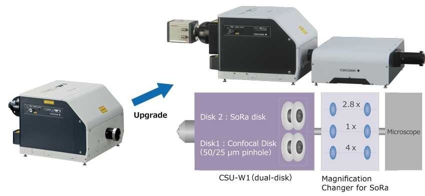 Live cell imaging with the CSU-W1 SoRa confocal scanner