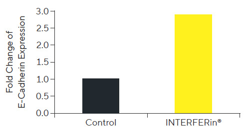 Enhancing siRNA/miRNA transfection efficiency with INTERFERin®
