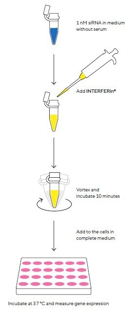 Enhancing siRNA/miRNA transfection efficiency with INTERFERin®
