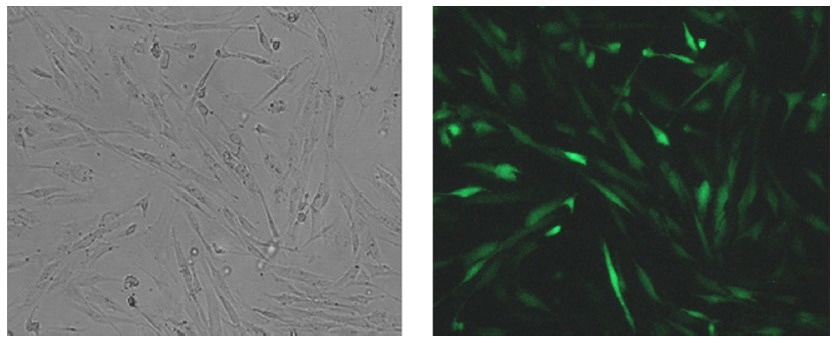 High-efficiency mRNA transfection for reliable gene expression with jetMESSENGER®