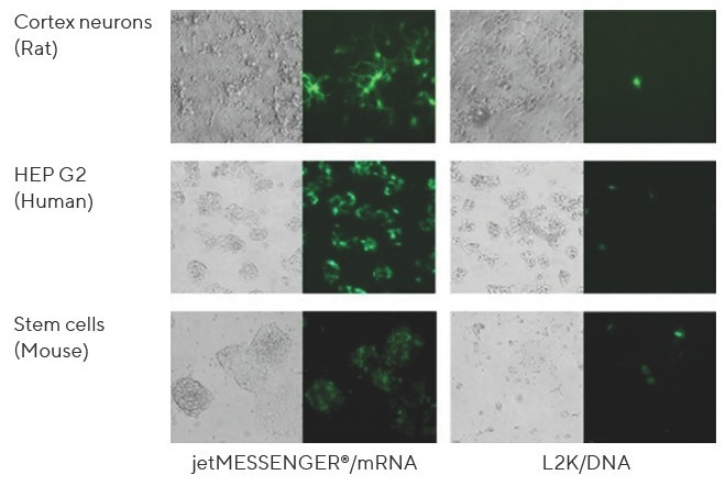 High-efficiency mRNA transfection for reliable gene expression with jetMESSENGER®