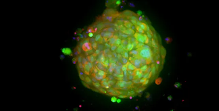 3D Organoid Expansion Service