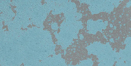 Automated cell culture with CellXpress.ai™