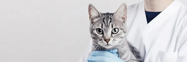 VET90 blood gas analyzer for advanced veterinary diagnostics