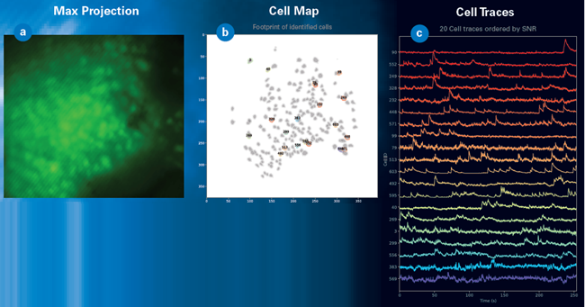 (a) Maximum intensity projection of field of view acquired with Quartet in hippocampus of mouse expressing GCaMP8. Images show relative fluorescence (ΔF/F); (b) Related cell map using CNMF-e automatic cell extraction to identify 203 individual cells in the field of view; and (c) Related cell traces with representative traces showing high signal-to noise-ratio and neuronal depolarization events overtime.