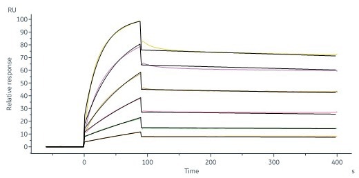 Human DcR3, Fc Tag (Cat. No. TNB-H5255) captured on Protein A Chip can bind Human TL1A, His Tag (Cat. No. TLA-H5243) with an affinity constant of 0.269 nM as determined in a SPR assay (Biacore 8K) (Routinely tested)
