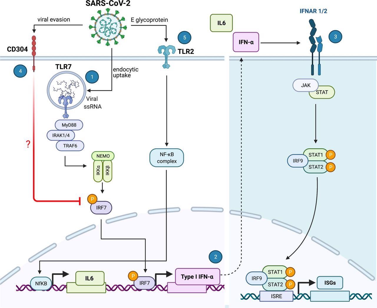 SARS-CoV-2 sensing by plasmacytoid dendritic cells. SARS-CoV-2 is internalized by pDCs via a yet unknown endocytic mechanism. The intracellular TLR7 sensor detects viral RNA and induces a signaling cascade involving MyD88-IRAK4-TRAF6 (1) to induce CXCL10 and, via IRF7 phosphorylation and translocation, inducing type I and III Interferons (2). Once secreted, type I and III IFNs initiate autocrine and paracrine signals that induce the expression of IFN stimulated genes (ISGs), thereby facilitating an antiviral response that can protect the cell against infection. However, SARS-CoV-2, has the intrinsic property to facilitate CD304 signaling, potentially by interfering with IRF7 nuclear translocation, thereby inhibiting type I IFNα production and thus reducing the antiviral response generated by the pDC (4). Furthermore, the SARS-CoV-2 envelope (E) glycoprotein is sensed by the extracellular TLR2/6 heterodimer and this facilitates production of the inflammatory IL-6 cytokine (5). Illustration was created with BioRender.com