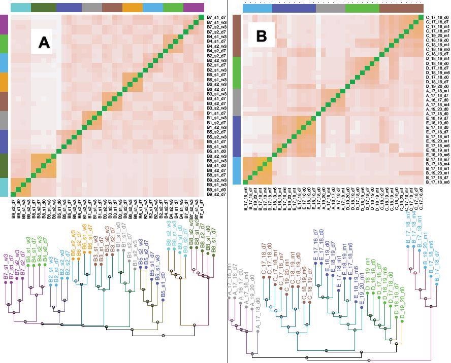 Clustering of T cell repertoire (CDR3 a) from the Covid/Flu vaccine samples. Distances between samples were defined for the CDR3 data using the Jensen-Shannon metric (an information-theoretic measure, Supplementary material). The heatmaps show the distance between pairs of samples, while the dendrograms show the samples cluster by individual. A) Covid CDR3 b. The first dose is s1, the second dose is s2, d0 is the pre-vaccine sample, d7 is 7 days post vaccination, w3 is 3 weeks post vaccination. For each individual, the two samples after the second vaccine dose (s2_d7 and s2_w3), cluster separately from the two samples after the first vaccine dose (s1_d7 and s1_w3) suggesting distinct sets of T cells react to the two doses. The second dose broadens viral epitopes targeted, likely improving the immunity provided by the vaccination. (Fig. 3A shows the corresponding a tree) B) Flu b CDR3 19_20 refers to the 2019-2020 flu season, d0 is the pre-vaccine sample, d7 is 7 days post vaccination, m1 is 1 month post vaccination. The clustering by vaccine dose does not occur in some individuals (B, D), and the m4 and m6 samples seems to have lost “memory” of the dose, the T cell response does not persist beyond 2-3 months. Even though there are responsive clones for each flu season (Table 2A, B), the relative lack of clustering of the tree by vaccine dose, in contrast to the covid vaccine data, suggests that the response is “weaker” and has more individual and seasonal variability. Fig. S3 shows data for the b.