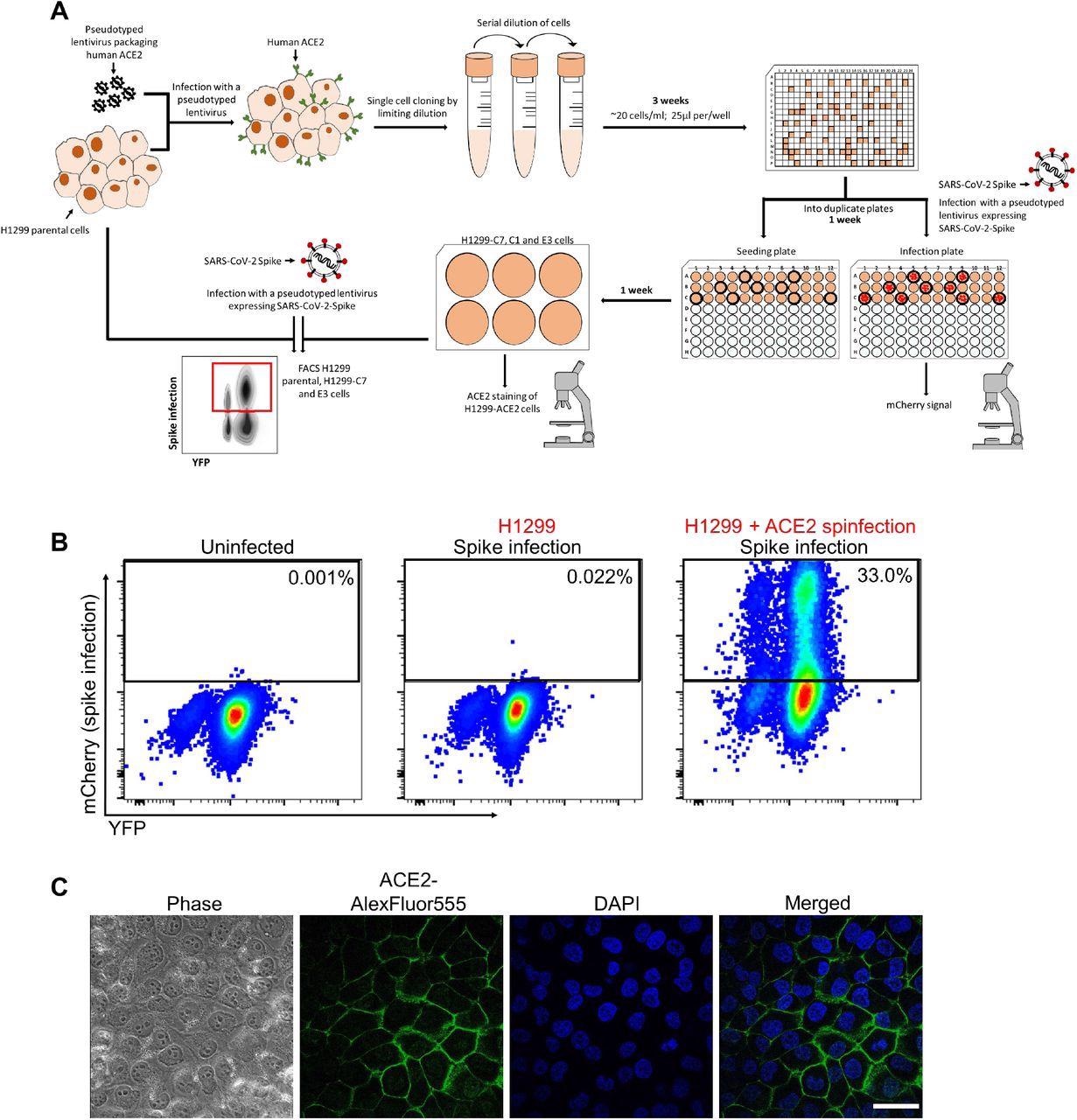 eneration of H1299-ACE2 clonal cell line. (A) The H1299 epithelial cell line with YFP labelled H2AZ was spinfected with the pHAGE2-EF1a-Int-ACE2 lentivector. Cells were single cell cloned by limiting dilution in a 384 well plate. Clones were expanded into duplicate 96-well plates, where one plate was used to select infectable clones based on mCherry signal from infection with SARS-CoV-2 mCherry expressing spike pseudotyped lentivirus. Clones were chosen based on infectability and expanded from the non-infected replicate 96-well plate. (B) Flow cytometry plots of SARS-CoV-2 mCherry expressing spike pseudotyped lentivirus infection in H1299-ACE2 cells. (C) Images of H1299-ACE2 cells stained with anti-ACE2 antibody and DAPI. Note membrane localization of ACE2. Scale bar is 50μm.