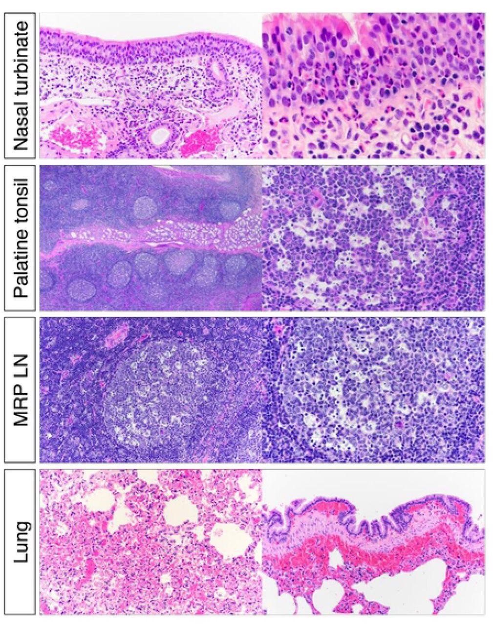 Histological examination of nasal turbinate from white-tailed deer inoculated with SARS-CoV-2. Upper respiratory tract (URT) after inoculation, there was submucosal lymphoplasmacytic infiltrate and frequent mucosal exudation of neutrophils in nasal turbinate. Numerous germinal centers of the palatine tonsils were characterized by lymphoid depletion and lymphocytolysis. Within the lung there was diffuse congestion with multifocal submucosal hemorrhages associated with larger bronchi.