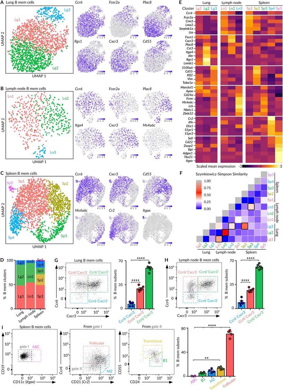 Heterogeneity of MBCs (A-C) UMAP projections of MBCs in lungs (A), mediastinal lymph node (B) and spleen (C), colored by subpopulation. Feature plots display the expression of indicated marker genes in MBCs laid out in the UMAP representation. Scale: normalized UMI counts. (D) Bar chart showing the relative proportions of MBC subpopulations within each tissue. (E) Heatmaps exhibiting marker gene expression for each tissue subpopulation. Colour: Scaled mean expression. (F) Szymkiewicz-Simpson similarity matrix for pairwise comparisons among subpopulations from different tissues. Black rectangles indicate values higher than 0.32. (G-H) Flow cytometry plots showing the presence of Ccr6-Cxcr3-, Ccr6+Cxcr3- and Ccr6+Cxcr3+ MBC subsets in the CD19+ YFP+CD38+GL7- population from lungs (G) and lymph nodes (H). (I) Flow cytometry plots showing the gating strategy for spleen MBC subsets according to the expression of Cd11c, Ccr6, Cd21, Cd24 and Cd55. In panels G to I, bar charts show the quantification of one representative experiment out of three, mean ± s.e.m. Each dot represents one mouse. One-way Anova test: **p<0.01 and ****p<0.0001.