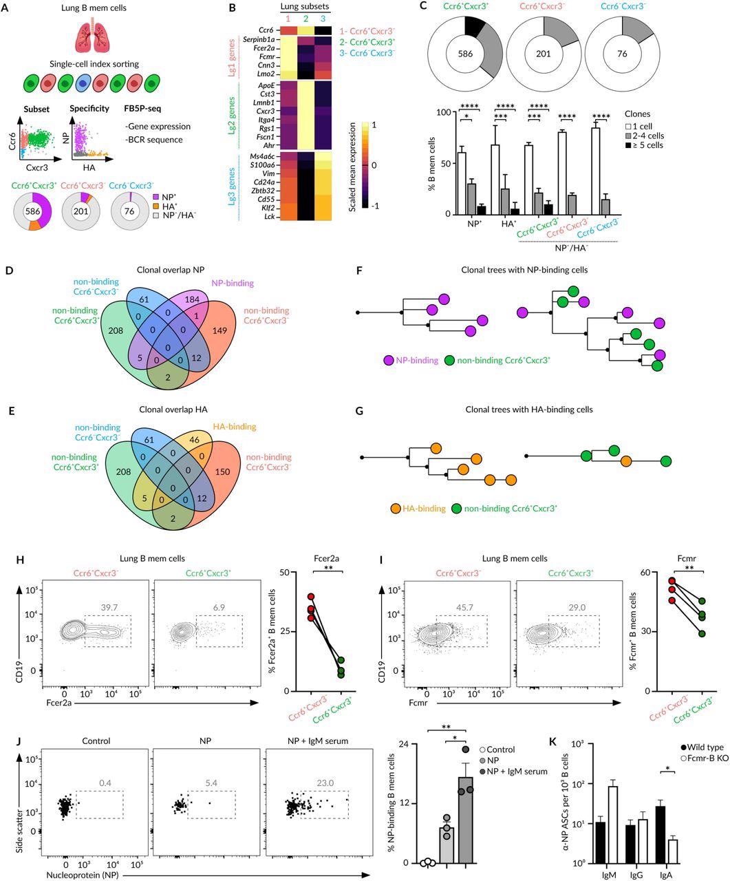 Bona fide and bystander MBCs (A) Overview of the index cell sorting and FB5P-seq experimental workflow. Information of Ccr6/Cxcr3 expression and HA/NP binding was recorded for each lung MBC sorted. Quantification of HA/NP binding cells in different memory subsets is shown in pie charts. (B) Heatmap showing the expression of marker genes from Lg1, Lg2 and Lg3 clusters (10X dataset) by Ccr6+Cxcr3-, Ccr6+Cxcr3+ and Ccr6-Cxcr3- subsets. Colour: Scaled mean expression. (C) Pie charts displaying the percentage of cells comprising single-cell, 2-4 cell, or ≥4 cell clones for each subset. Bar charts showing clonal size in NP/HA binding and non-binding memory cells, two-way Anova test. (D-E) Venn diagrams showing the clonal overlap among non-binding cells from Ccr6+Cxcr3-, Ccr6+Cxcr3+ and Ccr6-Cxcr3- subsets and NP-binding (D) or HA-binding (E) cells. (F-G) Trees showing phylogenetic relationships of IgH and IgK sequences from clones containing NP-binding (F) and HA-binding (G) cells. (H-I) Flow cytometry plots showing the expression of Fcer2a (H) and Fcmr (I) by Ccr6+Cxcr3- and Ccr6+Cxcr3+ MBC subsets, paired t-test. (J) Flow cytometry plots showing NP binding to Ccr6+Cxcr3- lung MBCs after incubation with media, NP or NP-IgM from immune sera, t-test. (K) Enumeration of IgM, IgG and IgA ASCs measured by ELISPOT in lungs of chimeric mice with a wild type or Fcmr-deficient B cell compartment. Mice were infected with Influenza PR8, challenged with influenza X31 after 40 days and sacrificed 4 days later, Anova test. In all panels, each dot represents one mouse, mean ± s.e.m, *p<0.01.*p<0.05, ***p<0.001 and ****p<0.0001.