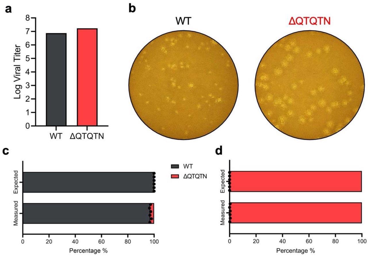ΔQTQTN SARS-CoV-2 replication. a, Virus stock titer of WT and ΔQTQTN SARS-CoV-2 from Vero E6. b, Plaque morphology of WT and ΔQTQTN in Vero E6. c-d, Competition assay between WT and ΔQTQTN SARS-CoV-2 at a ratio of 100:0 (c) and 0:100 (d) WT:ΔQTQTN, showing RNA percentage from next generation sequencing.