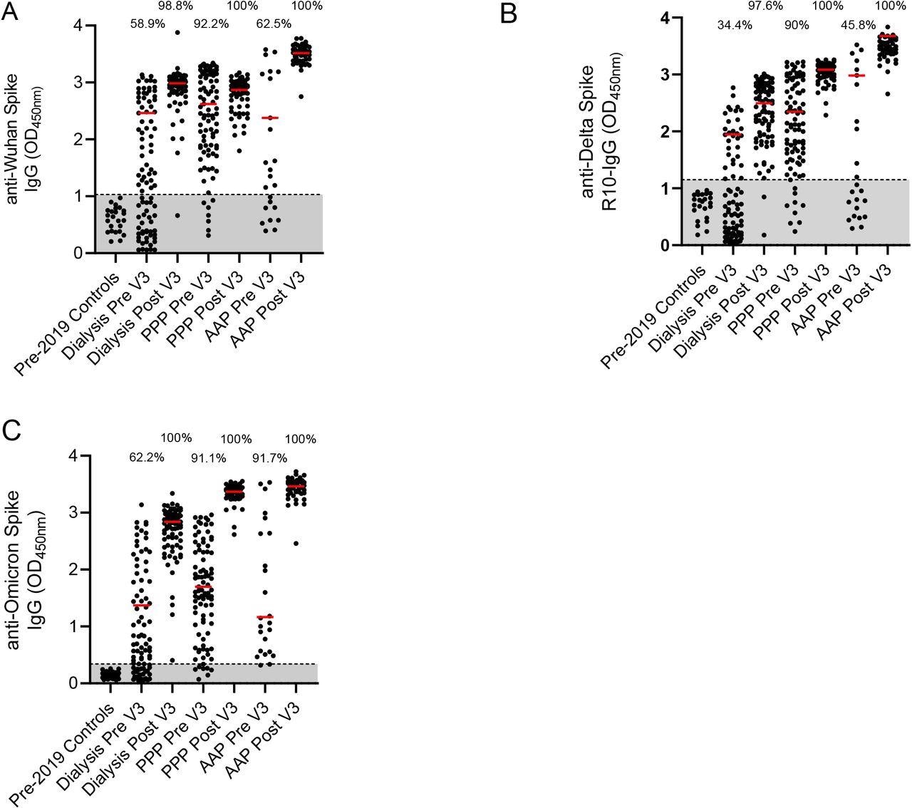 Percentage of cohort with antibodies against Wuhan, Delta and Omicron strains A – Detection of anti-Wuhan spike IgG in pre-2019 controls, a dialysis population, a cohort of health care workers who have had three PFZ vaccines and a Clinically Extremely Vulnerable population in general practice who have had two AZ and one PFZ vaccine. Results are given for pre and post 3rd dose of vaccination. Percentage of cohort that are considered seropositive are included above the dot plots. The red line represents the median of the seropositive individuals in that cohort. B – Detection of anti-Delta for the same populations. C – Detection of anti-Omicron for the same populations Pre – pre 3rd dose of vaccine and 6 months post 2nd dose. Post – 28 days post 3rd dose of vaccine. PPP – 3 Pfizer-BioNtech vaccines given in this cohort. AAP – two AstraZeneca ChAdOx1 nCoV-19 vaccines and the one Pfizer-BioNtech vaccine given in this cohort