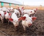 The zoonotic potential of epidemic porcine deltacoronavirus